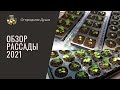 Обзор рассады. 2021.