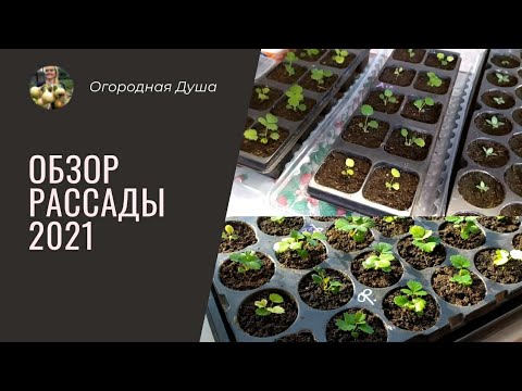 Обзор рассады. 2021.