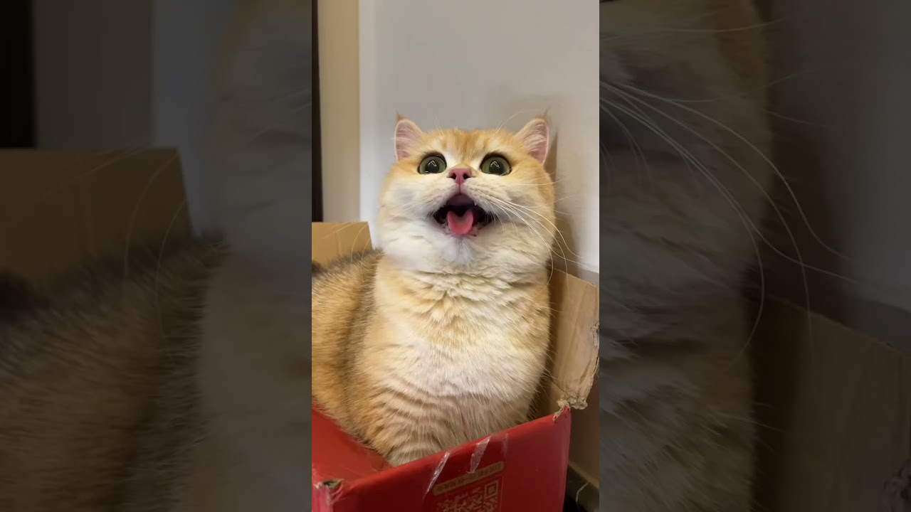 Cute cat hiding in the box 