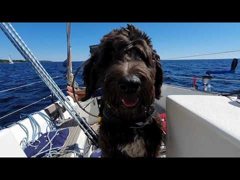 Video: Portugisisk Vattenhund Hundras Allergivänlig, Hälsa Och Livslängd