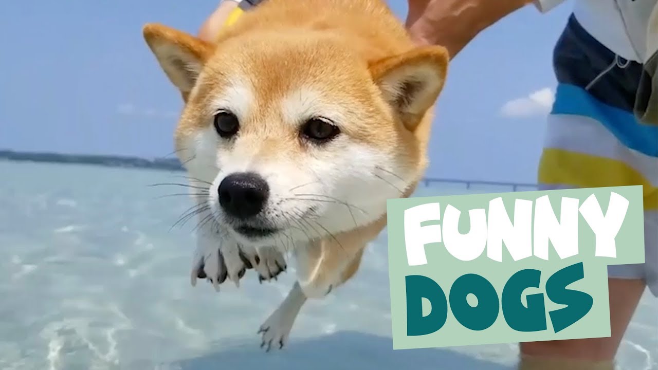 video phone beyonce mp3 Try Not To Laugh At This Funny Dog Video Compilation 2019 | Funny Pet Videos