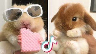 Cute Baby Animals Videos Compilation Cute Moment Of The Animals ♥