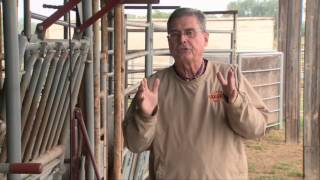 Cow-Calf Corner: Size of Cows For Breeding Season (10/10/15)