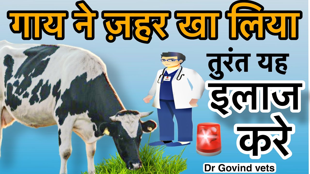 गाय ने ज़हर खा लिया || क्या इलाज करे || Cow poisoning Treatment || पूरी जानकारी || Dr Govind Sangwa
