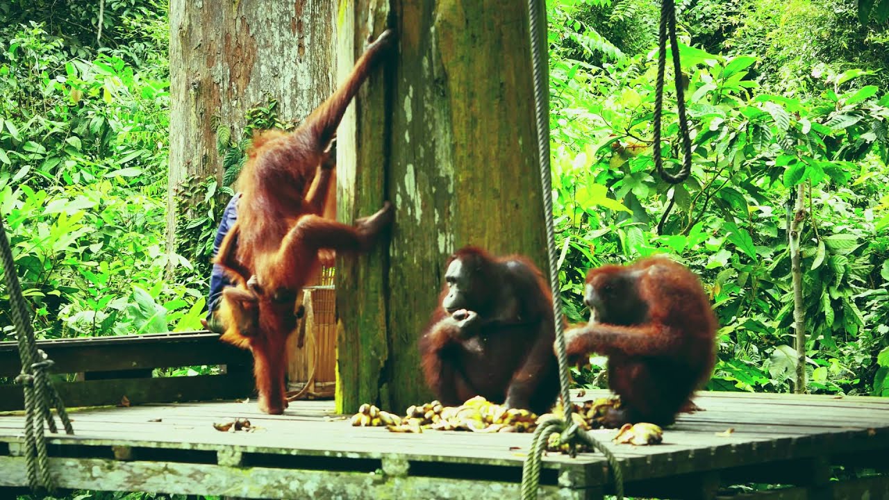 Sepilok orangutan rehabilitation centre / Malajsie 2016 (4K) Travelzoom.cz YouTube Sepilok orangutan rehabilitation centre / Malajsie 2016 (4K) Travelzoom.cz YouTube