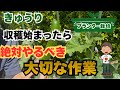 【きゅうり】プランターで今後たくさん収穫するために"超重要"な作業 【家庭菜園】