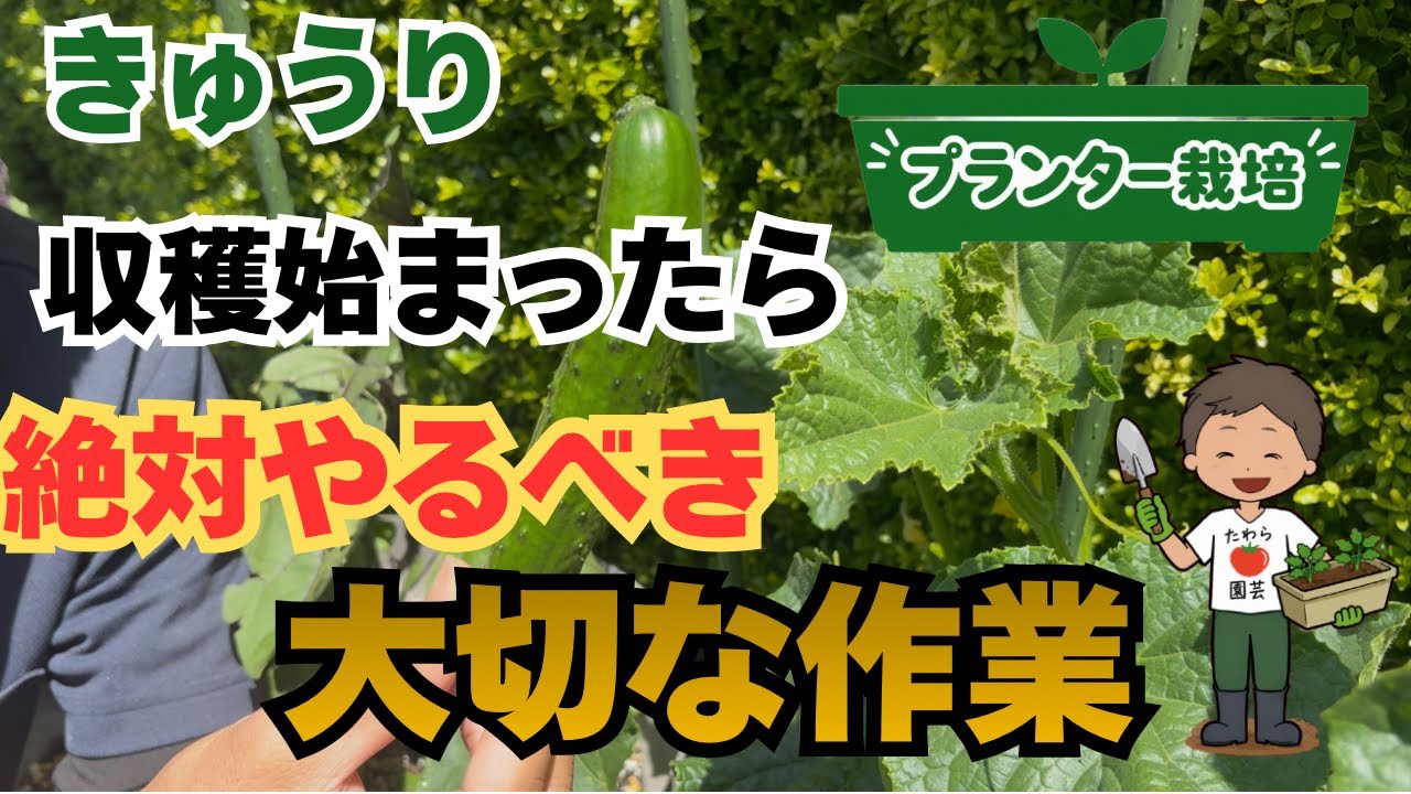 【きゅうり】プランターで今後たくさん収穫するために"超重要"な作業 【家庭菜園】