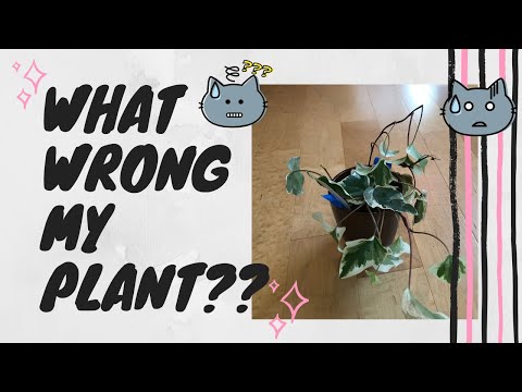 How to fix brown leave on Ivy plant | What wrong with my plant❓❓