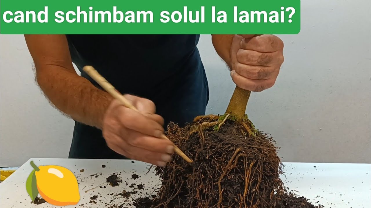 Remedierea problemelor la lămâi. Transplantarea lămâiului