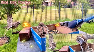 Clash of the Birds: Mockingbird, Blue Jays, Mourning Dove Showdown