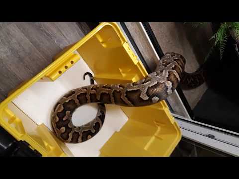 #Tigerpython / Indian#Rockpython (#Python molurus molurus)kriecht a.Transportbox ins Terra.#serpent