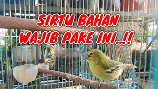 PANCINGAN CIPOH BAHAN||pancingan cipoh muda agar bunyi||Pancingan Sirtu muda agar bunyi