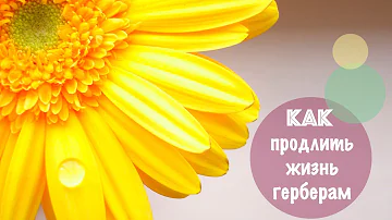 Как продлить жизнь герберам  🌼🌼🌼