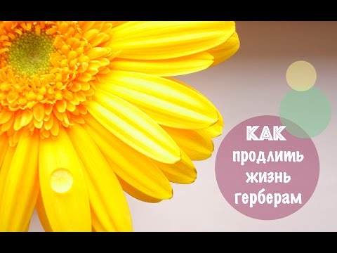 Как продлить жизнь герберам &#55356;&#57148;&#55356;&#57148;&#55356;&#57148;