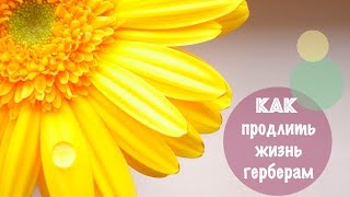 видео: Как продлить жизнь герберам  🌼🌼🌼 картинка: Как продлить жизнь герберам  🌼🌼🌼