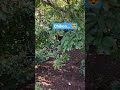 Chikoo Farming⚡ #farming #shortsfeed #shorts #shortsvideo #shortsviral #trending #trendingshorts