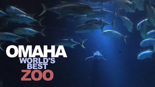 OMAHA: Touring The World's Best ZOO - Henry Doorly Zoo & Aquarium