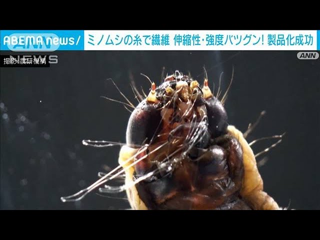 世界初！ミノムシの糸で出来た繊維を製品化「化学繊維や炭素繊維に