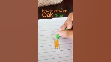 How to Draw an Oak Tree