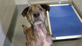 acs A684226