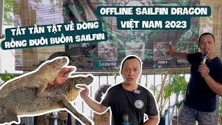 Tham gia ofline Sailfin Dragon Việt Nam 2023 cực độc lạ/ Offline meeting of Sailfin Dragon VN 2023