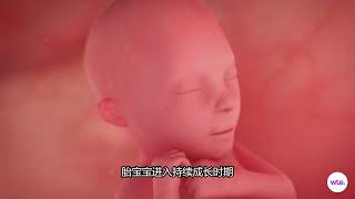 怀孕13-28周，孕早期胎宝宝每周发育状态
