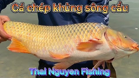 CÂU CÁ CHÉP KHỦNG SÔNG - CÂU LĂNG XÊ - CÂU CÁ CHÉP - Fishing TV