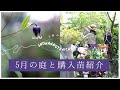 【初夏のガーデニング】5月の庭と購入苗紹介10種!|5月の庭ログ