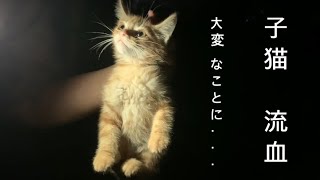 【保護猫】【盲目】猫に噛まれて負傷していた子猫を発見