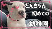 犬の芸 可愛い過ぎるトリック 逆立ち の教え方７ステップ マルチーズ まるすけくん Youtube