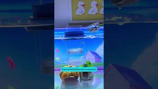 Keep Fry & Weak Fish Safe with This Isolation Box
