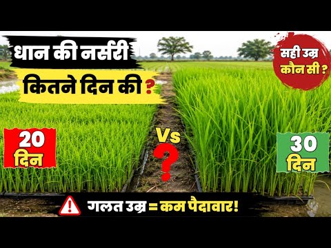 धान की नर्सरी कितने दिन की होनी चाहिए? 20 या 30 दिन! धान की बुआई कब करें! Dhan Nursery Age Best Time