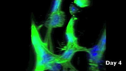 Confocal microscopy of 3-D cell cultures in PEG-fibrinogen hydrogels