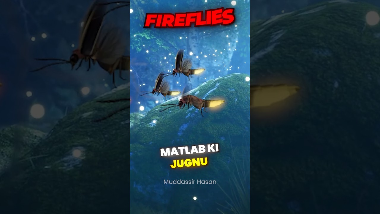 How Do Fireflies Glow At Night ?