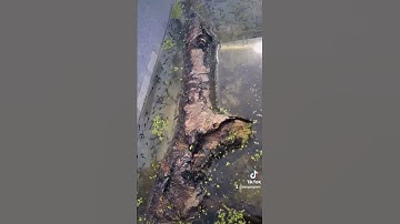 Frog Spawn Diary entry - Day 32 🐸 #Shorts Part 2