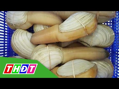 Video Ốc vòi voi khổng lồ đổ về Việt Nam, giá rẻ chưa từng... - youtube