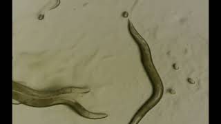 Affordable worm tracker Supp video 3