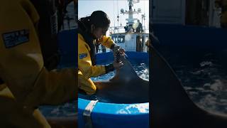 Shark GoPro Finds Hidden City Beneath Bermuda Triangle (Real Footage?)#shorts