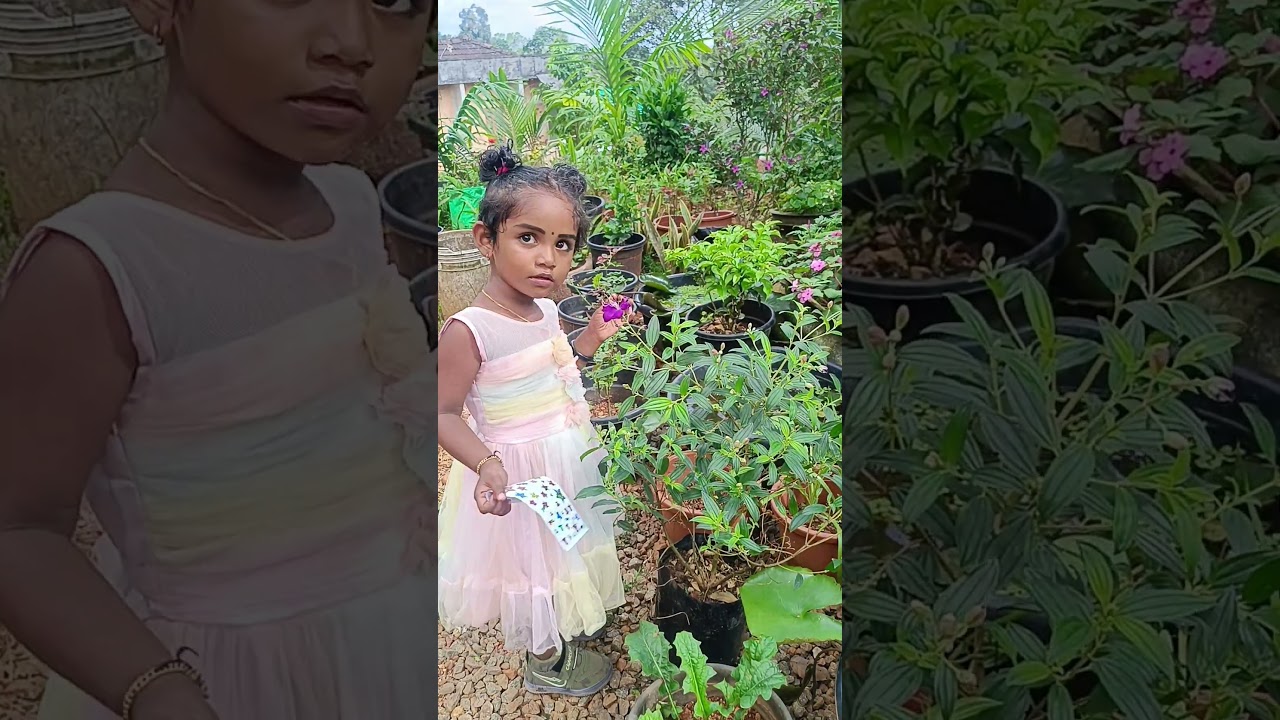 I purchased a new melastoma plant 