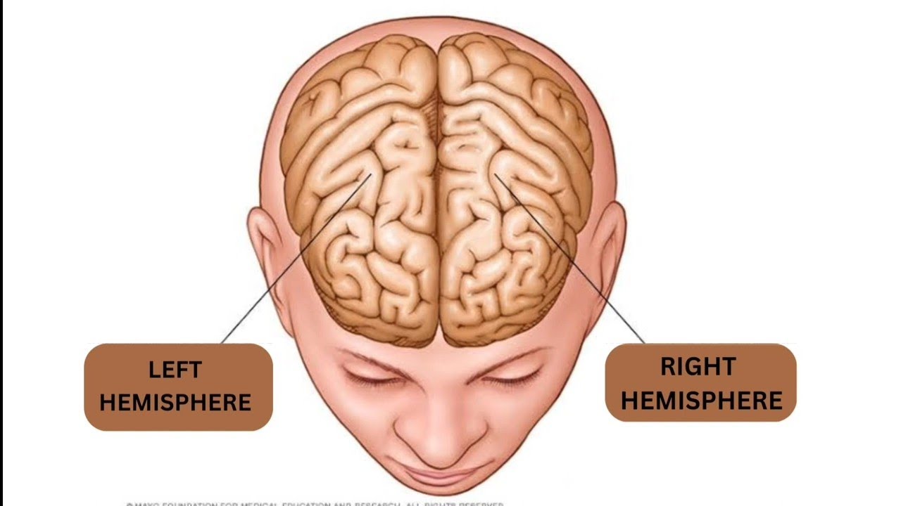 left hemisphere vs right hemisphere - YouTube