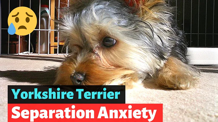 Everything you need to know about Yorkshire Terrier Separation Anxiety - DayDayNews