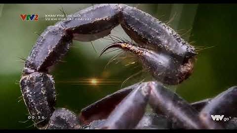 [VTVLIFE - THẾ GIỚI ĐỘNG VẬT] - Câu chuyện về bò cạp