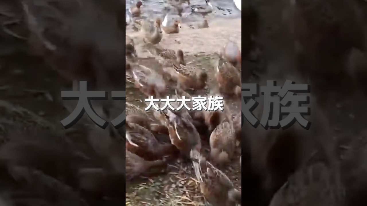 カモの大群に圧倒された #shortvideo #shorts #short #野鳥 #鳥 #カモ #餌やり