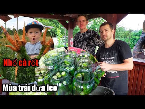 Video Thu Hoạch Bắp Cải ' MÙA DƯA LEO' Trái Nhiều Hái Mỏi... - youtube