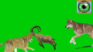 Jungle animals green screen video non copyright|Wolf🐺Wwild cat🐈 hinjord and ddearfree download