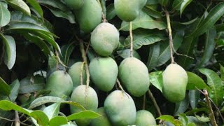 لو عاوز المانجو تطرح عندك اتفرج علي الفيديو ده | Mangifera indica