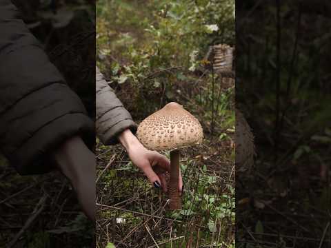 Video: Black mushroom - edible but not very popular mushrooms