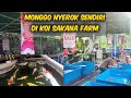 KOI SAKANA FARM Penjual Berbagai Jenis Ikan Koi - Ciputat Tangerang