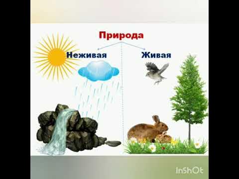 Примеры живой природы для 2 класса