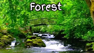 Escape to Tranquility: 4K Forest Relaxation Film with Peaceful Music | Nature's Beauty in UltraHD"